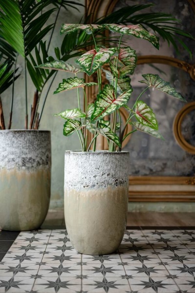 Алоказия искусственная