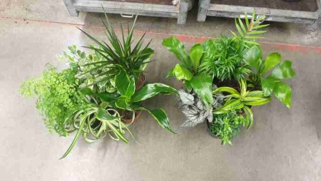 Драцена фрагранс Канзи