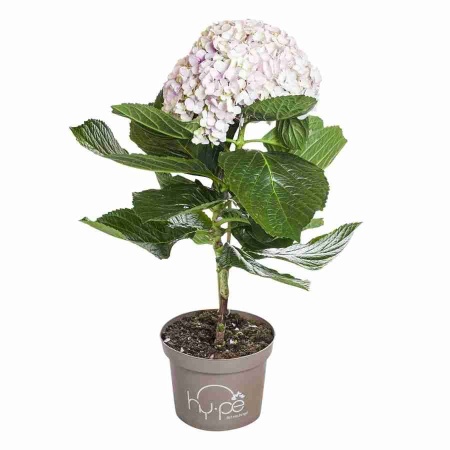 Гортензия Авангард розовая