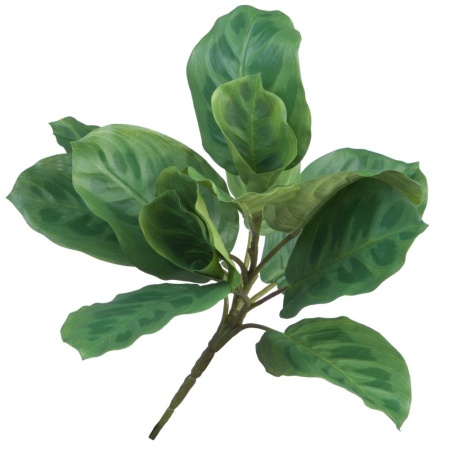 Маранта искусственная