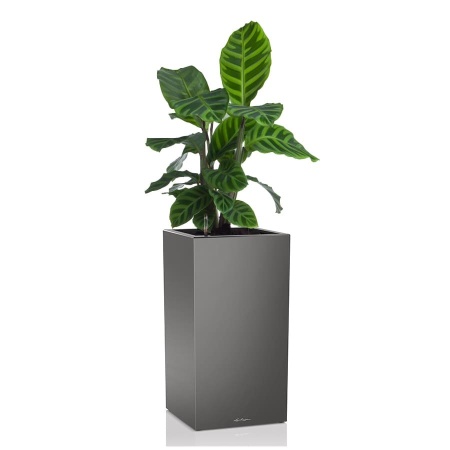 Кашпо Lechuza Canto Column