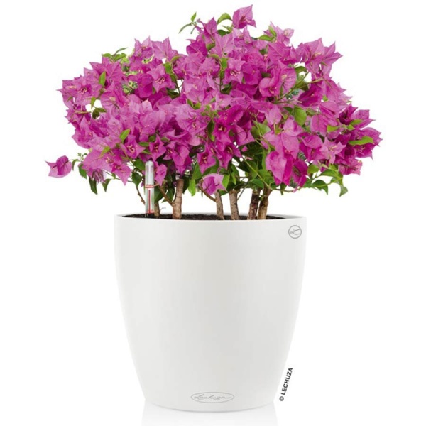 Кашпо Lechuza Classico Color