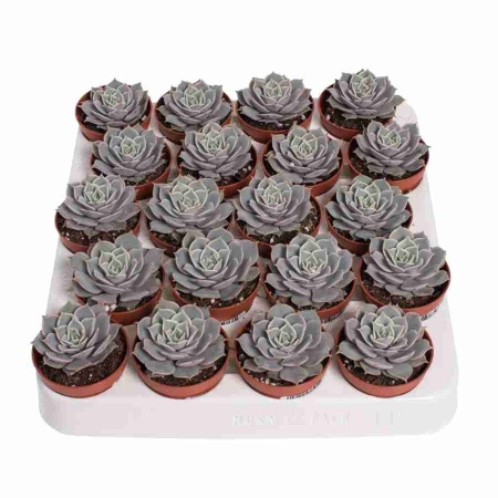 Эхеверия Лола