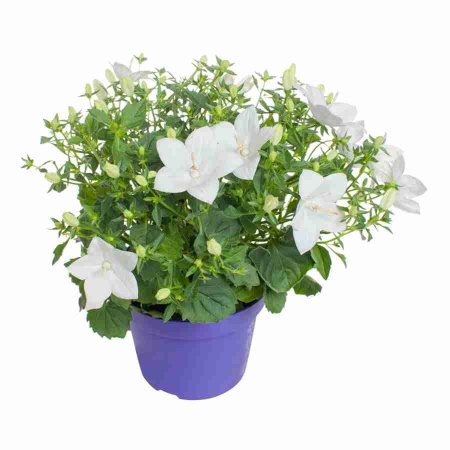 Кампанула изофилла махровая белая