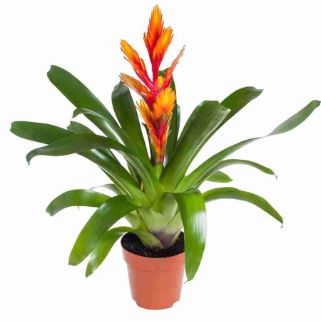 Вриезия Интенсо оранжевая