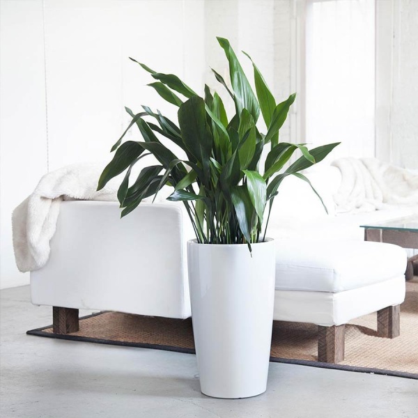 Кашпо Lechuza Rondo