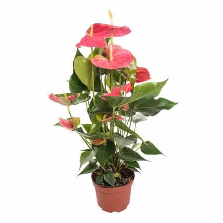 Антуриум андрианум Колорадо