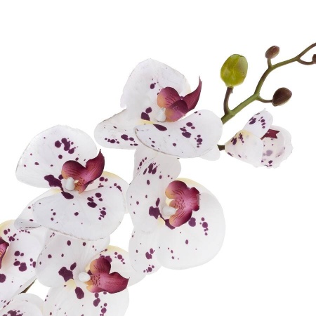 Фаленопсис силиконовый