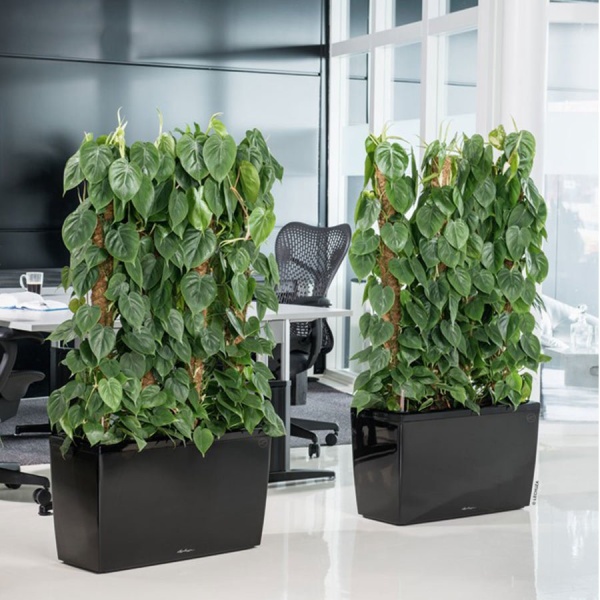 Кашпо Lechuza Cararo