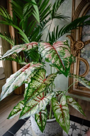 Алоказия искусственная