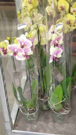 Орхидеи в горшках
