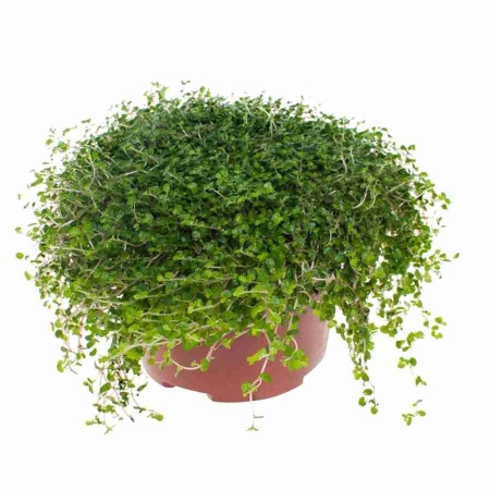 Солейролия Грин