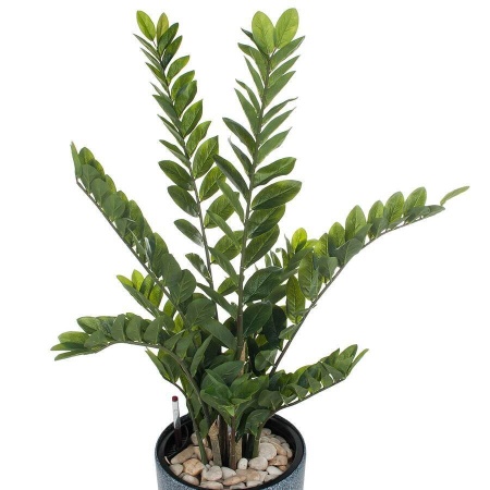 Растение искусственное Замиокулькас в горшке Vase Stone