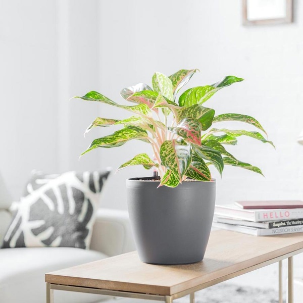 Кашпо Lechuza Classico Color