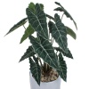 Искусственное растение Алоказия в горшке Vase Rib