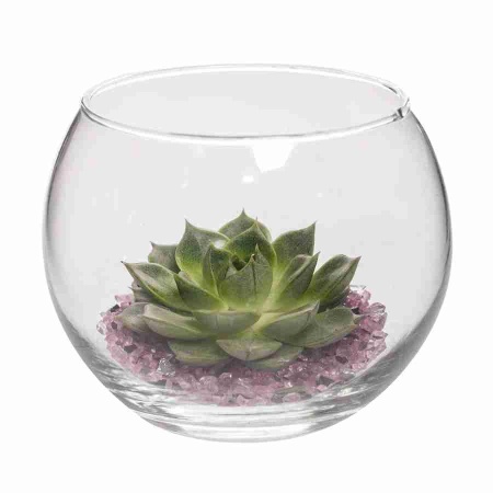 Эхеверия Сильвер Квин фото