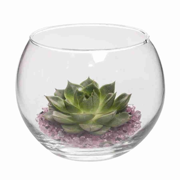 Эхеверия Сильвер Квин