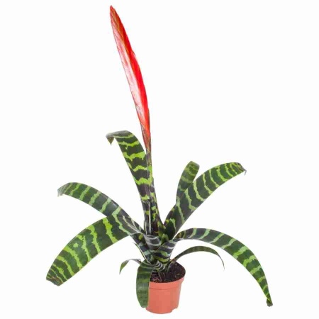 Вриезия Спленриет