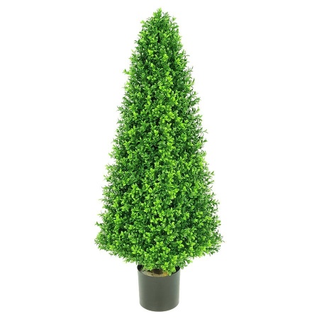 Самшиты деревья