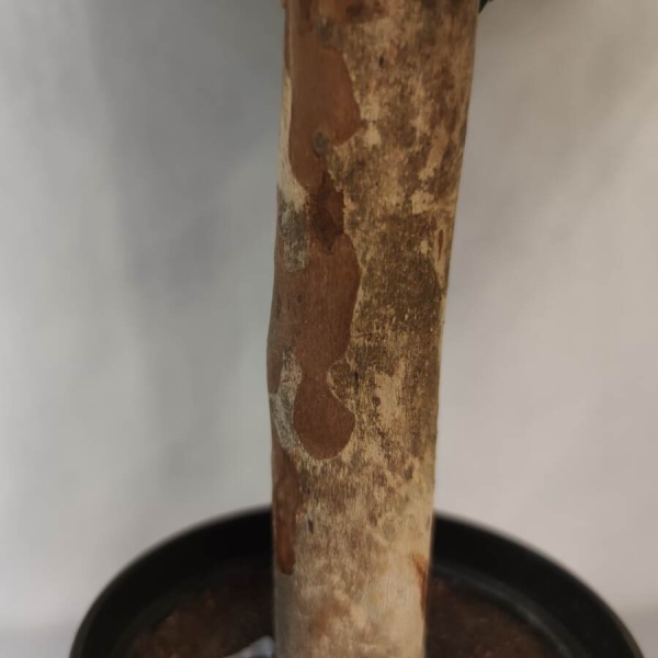 Самшит искусственный Шар в кашпо 