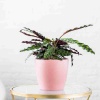 Кашпо Lechuza Classico Color