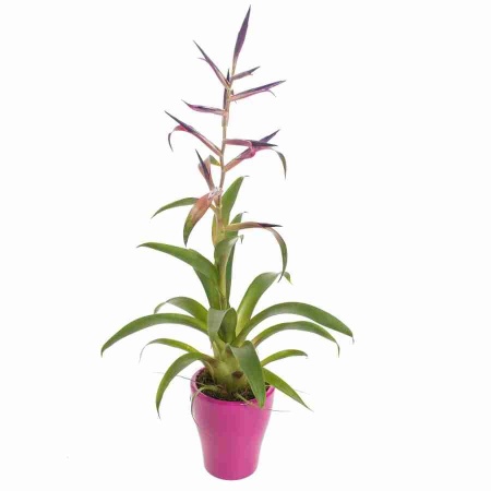 Тилландсия Мора