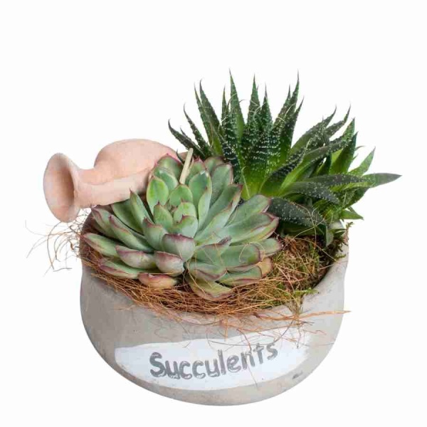 Гастерия Флоу