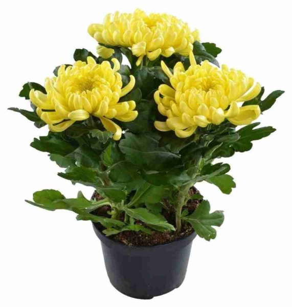 Хризантема зембла жёлтая