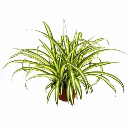 Хлорофитум Вариегата