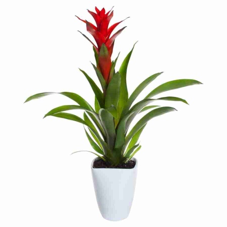 Гузмания Аллюра