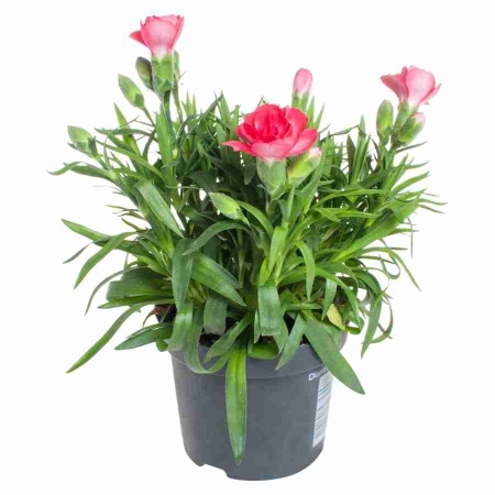 Гвоздика светло-красная