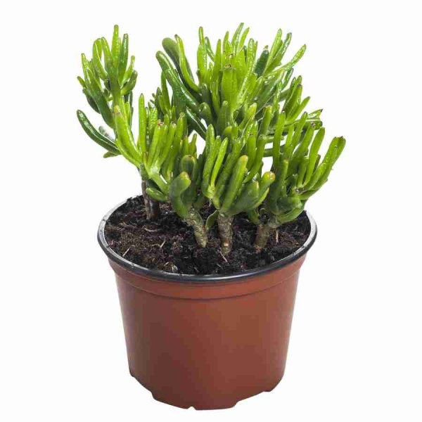 Крассула Овата Хоббит