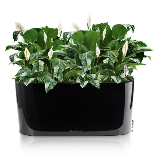 Кашпо Lechuza Delta 20