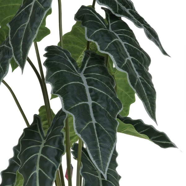 Алоказия искусственная