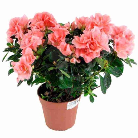 Азалия индика коралл