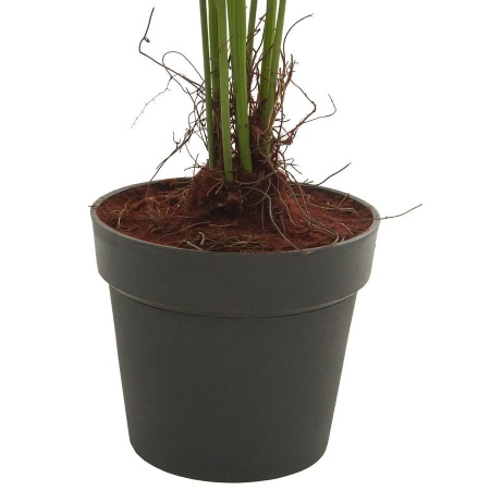 Папоротник искусственный