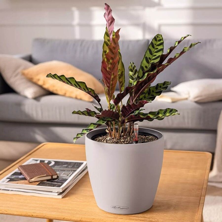 Кашпо Lechuza Classico Color LS