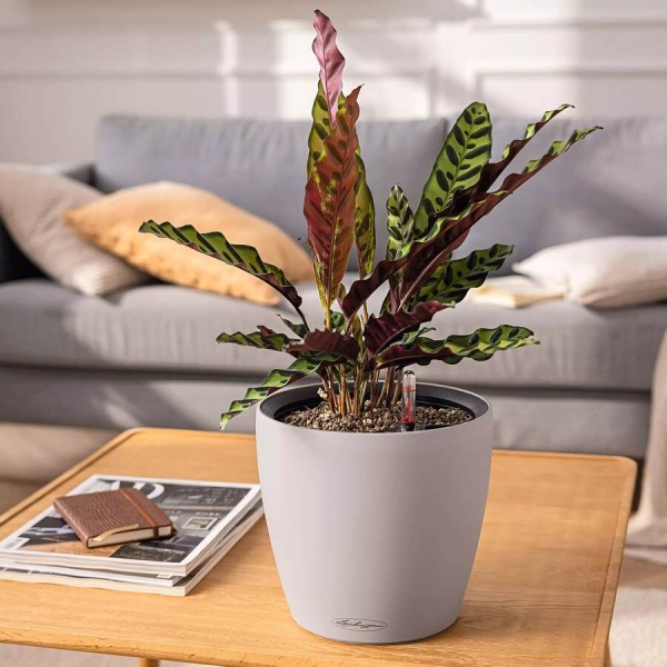 Кашпо Lechuza Classico Color LS