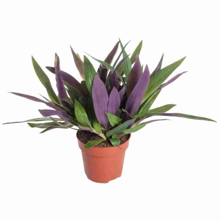 Традесканция Пёрпл Пейшн