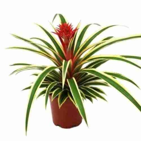 Ананас Вариегата