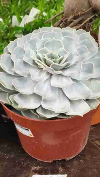 Эхеверия Лилацина