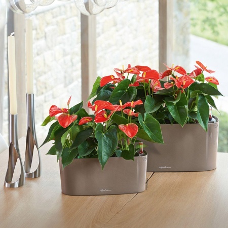 Кашпо Lechuza Delta 10