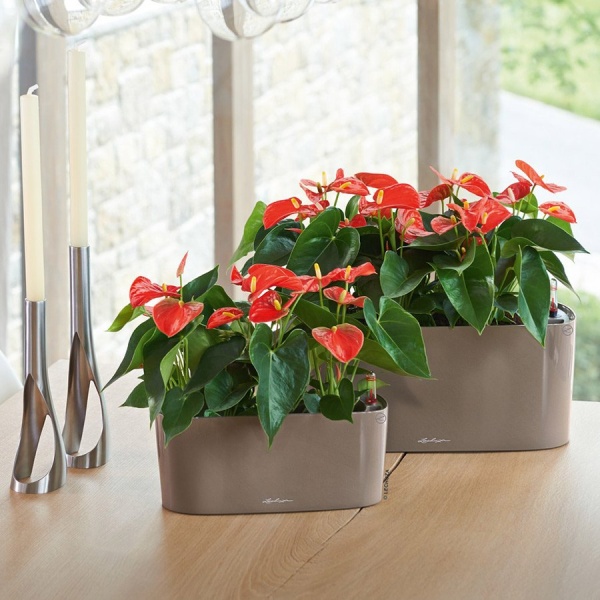 Кашпо Lechuza Delta 10