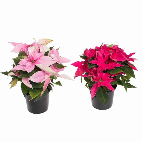 Пуансеттия Красная