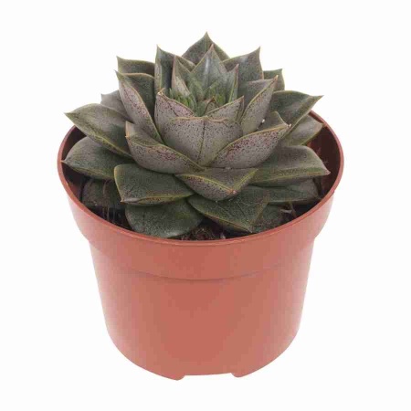 Эхеверия Пурпузорум