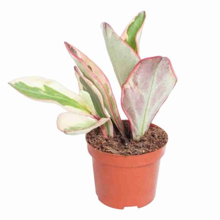 Пеперомия Джелли