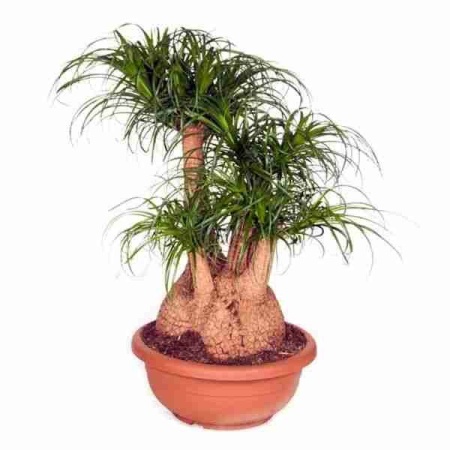 Бегония рекс Рондо