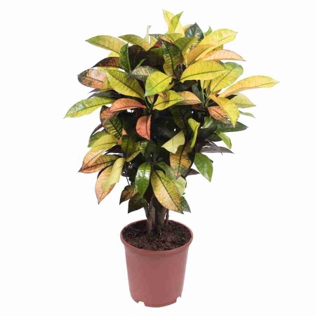 Кодиеум Аврора