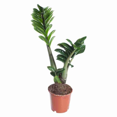 Замиокулькас Супер Нова