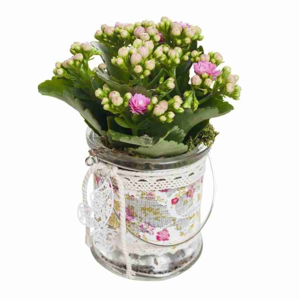 Каланхоэ Питон